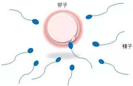 不孕穴位
