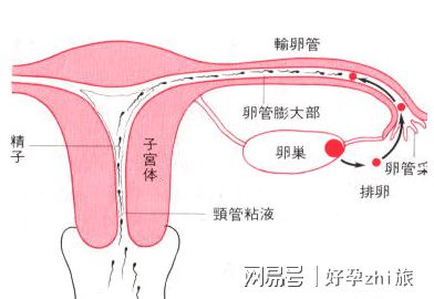 不孕