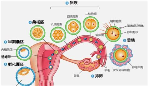 55岁高龄试管
