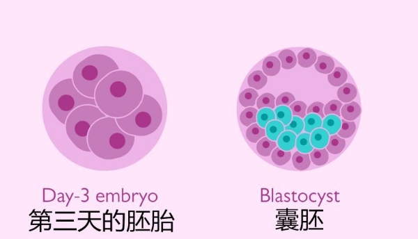 促排卵治疗