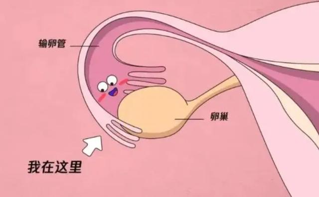 七台河有偿招聘捐卵女孩