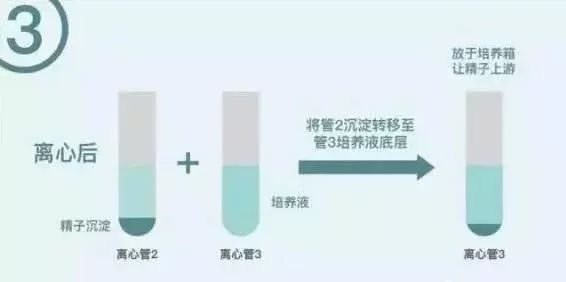 备孕男宝宝