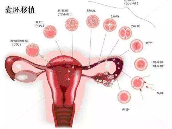 AMH值