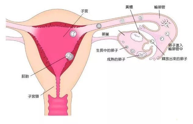 七台河助孕中心